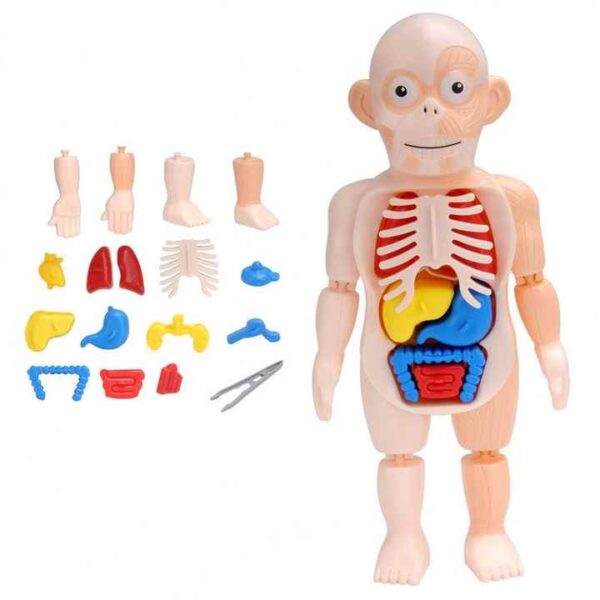 Kids Human Body Model Toy Set Detachable Human Organs Model Human Anatomy Model Human